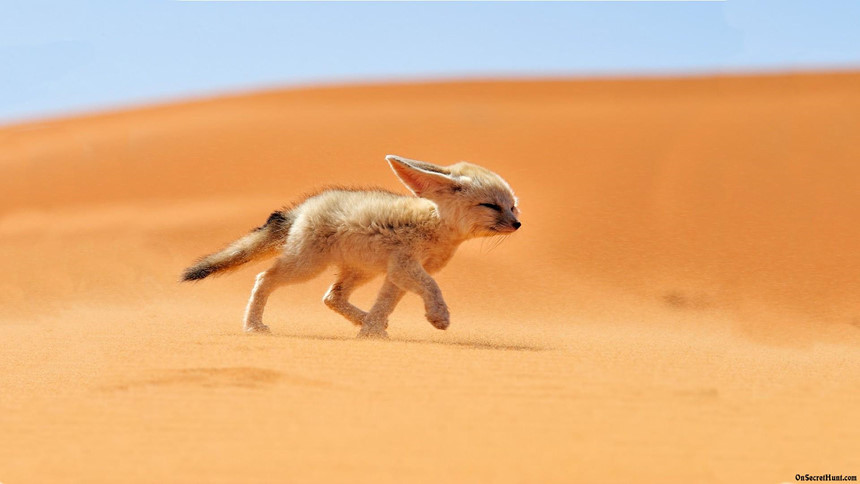 Những[-]sự[-]thật[-]bất[-]ngờ[-]về[-]sa[-]mạc[-]Sahara[-]